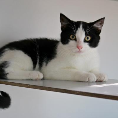 Pipito